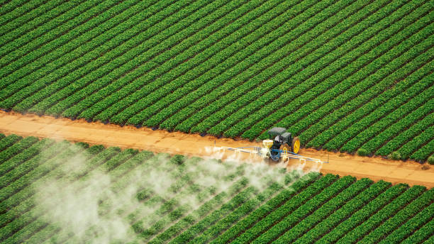 Wasp Removal Services in Oroville, CA